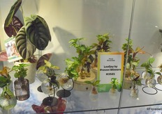 Leafjoy by Proven Winners. 