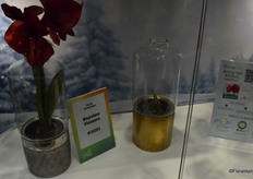 The Waterless Amaryllis of Bayview Flowers.