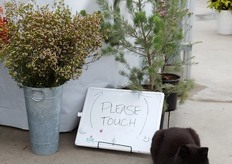 Adenanthos is an evergreen shrub. It has soft silvery green-grey foliage. Leaves are deeply lobed of feather-like texture, 35 to 40 mm long.