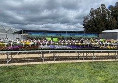 Outdoor Cool Season display at Benary+ 