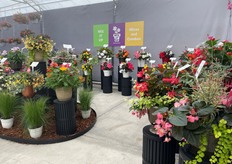 Benary's Mix it Up display