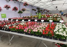 Benary's Indoor Seed display