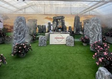 Benary's Begonia Stonehedge display