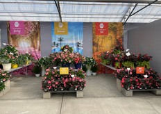Benary's BIG Begonia display