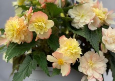 Begonia Nonstop Joy Peaches & Dreams