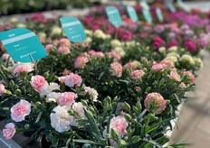 New Dianthus Flow South Beach of HilverdaFlorist.