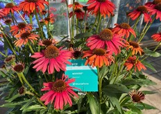 Echinacea MOOODZ Devotion