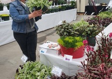 Rely Jaldety of Jaldety presenting several new varieties at Suncrest Nurseries. 