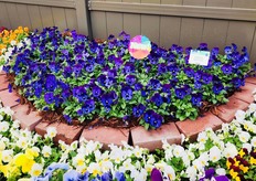 Sakata's New Viola Colormax Blue Jeans