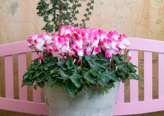 Super Serie Fusion of Schoneveld 