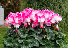 Super Serie Fusion of Schoneveld 