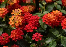 Red is the new color in the assortment of Lantana Shamrock. “Great for in ground, containers and hanging baskets” In this picture you see the transitions to red.