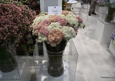 The rice flower of Esmeralda, they are the only grower in South America of this product. It also comes from their own breeding.