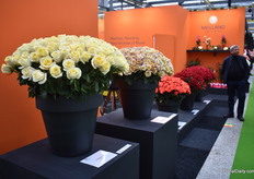 Other new varieties of Meilland are Eureka and Honey Colorama.