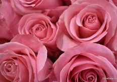Another close up of roses.