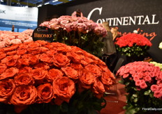 Some roses of Continental Breeding.