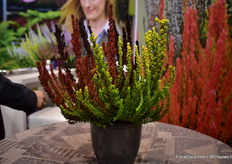 The Sunset Trio of Garden Girls. According to Sterkel, with the Sunset, one can prolong the season into spring at it can last into February - March.
