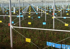 The greenhouse was built by Dutch greenhouse builder Dalsem and equipped with all modern cultivation techniques: a double screen installation, diffuse glass, vapors, fixtures, CO2, heating (from the lamps, but also through tubes both on the floor and hanging under the roof); a climate computer and extensive network of sensors for humidity, par and temperature is in place; spray nozzles are installed on top of the greenhouse to cool and keep the windows closed as much as possible; a fully circular water management system is in place, including filtration technique through and UV; and more.