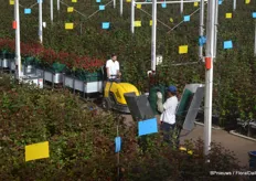 Roses are placed in water filled containers right away and transported to the cooling facilities.