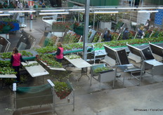 Roses are places on the belt.