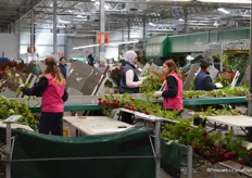 Handling of roses, roughly 100.000 per day, is a process requiring some pre-though with regards to logistics and  automation. That's why Aleia installed two Bercomex Furora flower bunching machines