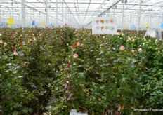 Aleia Roses solely produces Red Naomi. However, like about any rose grower, the grower experiments with new colours and varieties.