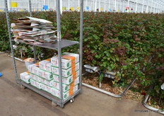 Within the greenhouse, the grower is actively trying to keep a biological equilibrium. This means pests are kept at bay largely by means of IPM, for example by mites (Amblyseius Swirskii) produced by Koppert Biological Systems. 