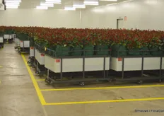 Right after harvesting, roses are transported into the cooling facilities.