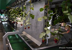 All flowers are photographed and its characteristics and measurements automatically registered. Right after, the different roses are bunched together with exactly these roses having the same measurements and quality standards.