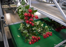 Nicely trimmed and bunched, bouquets are placed back on the belt.