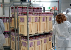 Bouquets ready for shipment are placed back in the cooling waiting for shipment.