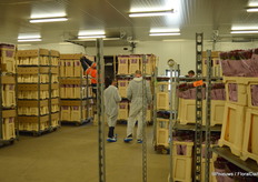 Ready for shipment. Inn 90 percent of the cases, the first destination is Aalsmeer, The Netherlands. 2 to 3 trucks drive to Aalsmeer daily, from where it is distributed to the other auction centres in the Netherlands and, of course, to buyers. The remaining 10% is distributed throughout Spain.