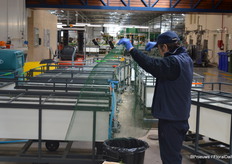 An employee cleans nets and containers used to transport roses from within the greenhouse to the cooling.