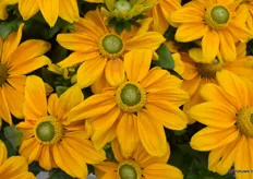 This is the Rudbeckia Sunbeckia Ophelia from AllPlant from upclose.