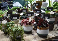 Some small plants from Lundager on display.