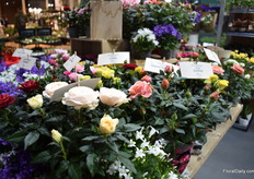 And from Rosa Danica, at the GASA booth.