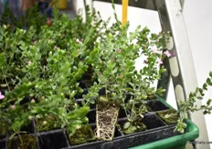 One of their new plants is Boronia Crenulata, in a new tray of 104 Fertil pots. The origin of the plant is Australia and has a nice scent, like fennel.