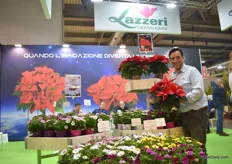 Andrea Lazzeri presenting Poinsettia Carmen Red, a variety that is a novelty from 2023 with very good results in the southern part of Europe.