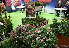 Catharanthus Tropicana is a new introduction for 2024. This series has big flowers, very resistant in the different conditions, hot and rain, and can be used in baskets and in beds.