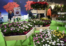 Also leonardo was on display at Lazzeri, a range with 19 colors in the assortment.