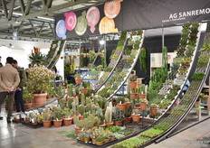 Cacti, cacti and more cacti.