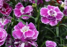 A close up of Selecta's new dianthus.