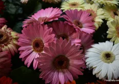 Some gerberas at the booth of Sentier. 