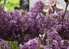 Lilac is becoming p popular Flower now also in the European market.
