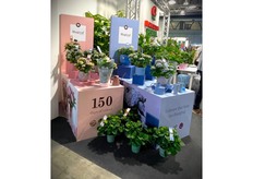 The Hortensias of Magical Hydrangea. 