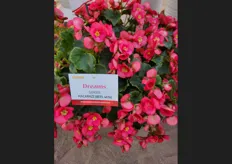 Dreams Garden Macarazz Begonia at Beekenkamp at the Green Fuse Grove location in Somis.