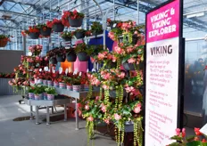 In their warm house, Calipetite® Calibrachoa, Viking® Begonias, and their Home Garden team had a blast with the 80s and 90s accompanied by a boombox playing hits of the eras. (Viking display in this picture)