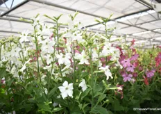 The Nicotiana x Sanderae Sirius White and a tall plant with many white flowers.