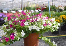 A significant item for Syngenta was the mix of Petunias. "The ability to create various mixes with different species and the small flowers that emerge in large numbers is unique, and not available anywhere else in the market."