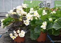 The new interspecific Begonias from Benary. The white variety with green leaf is an improved variety. In addition, there is also a new white with dark leaf. The new varieties are named Big White Green Leaf and Big White Bronze Leaf.